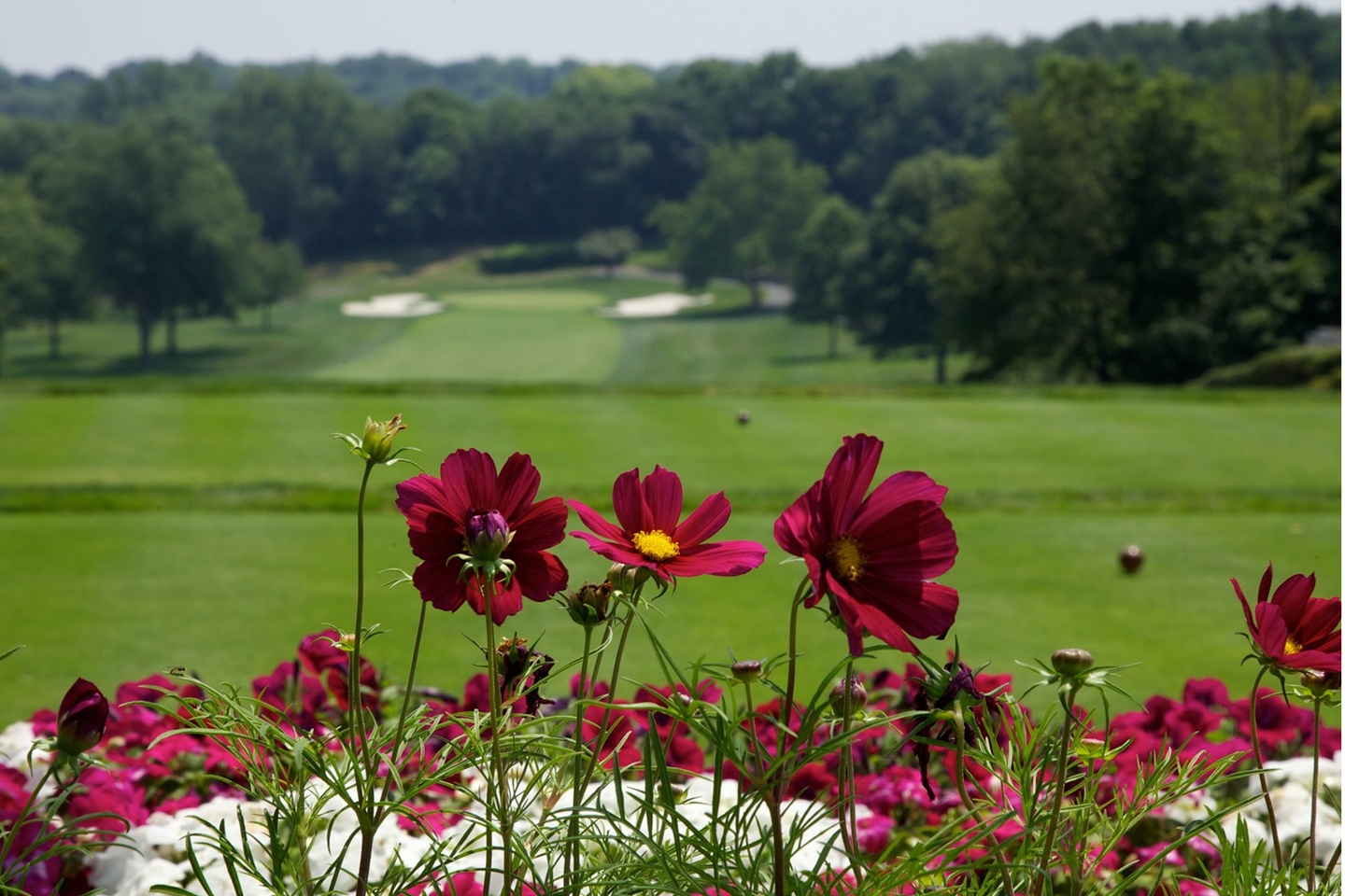 Fuchsia wild flowers growing near a golf course